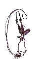 Bridle, Reins and Bit with Silver Accents 